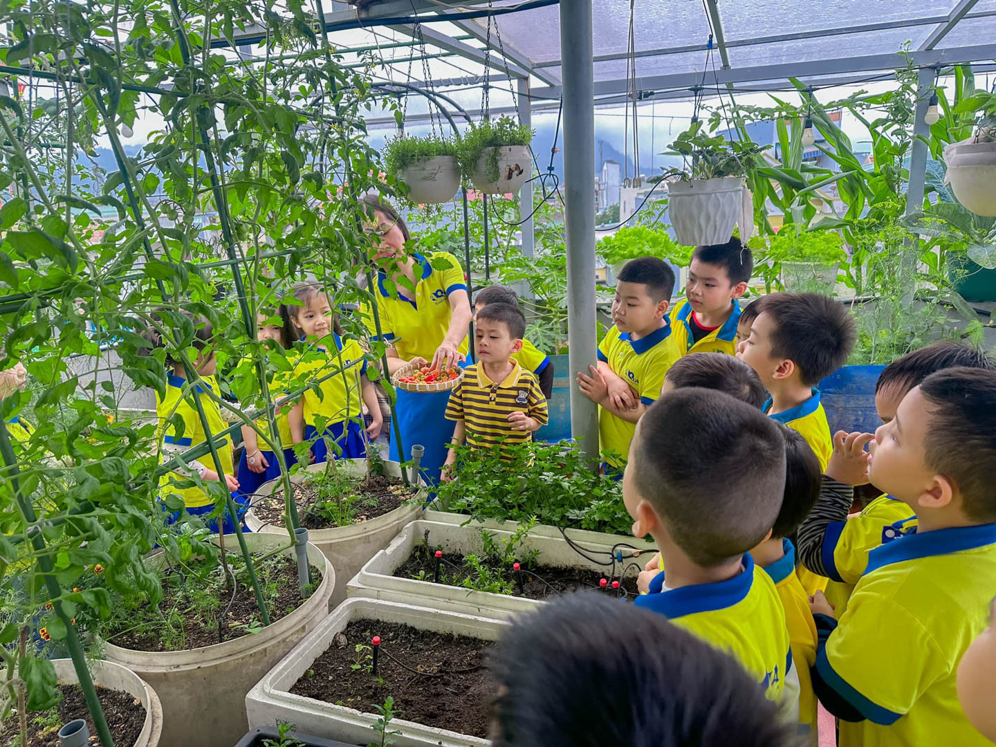 vườn đà nẵng 2.JPG