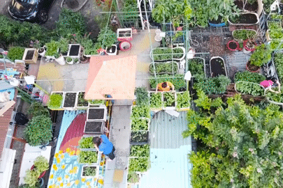Độc đáo những vườn rau sân thượng giúp đỡ người khó khăn