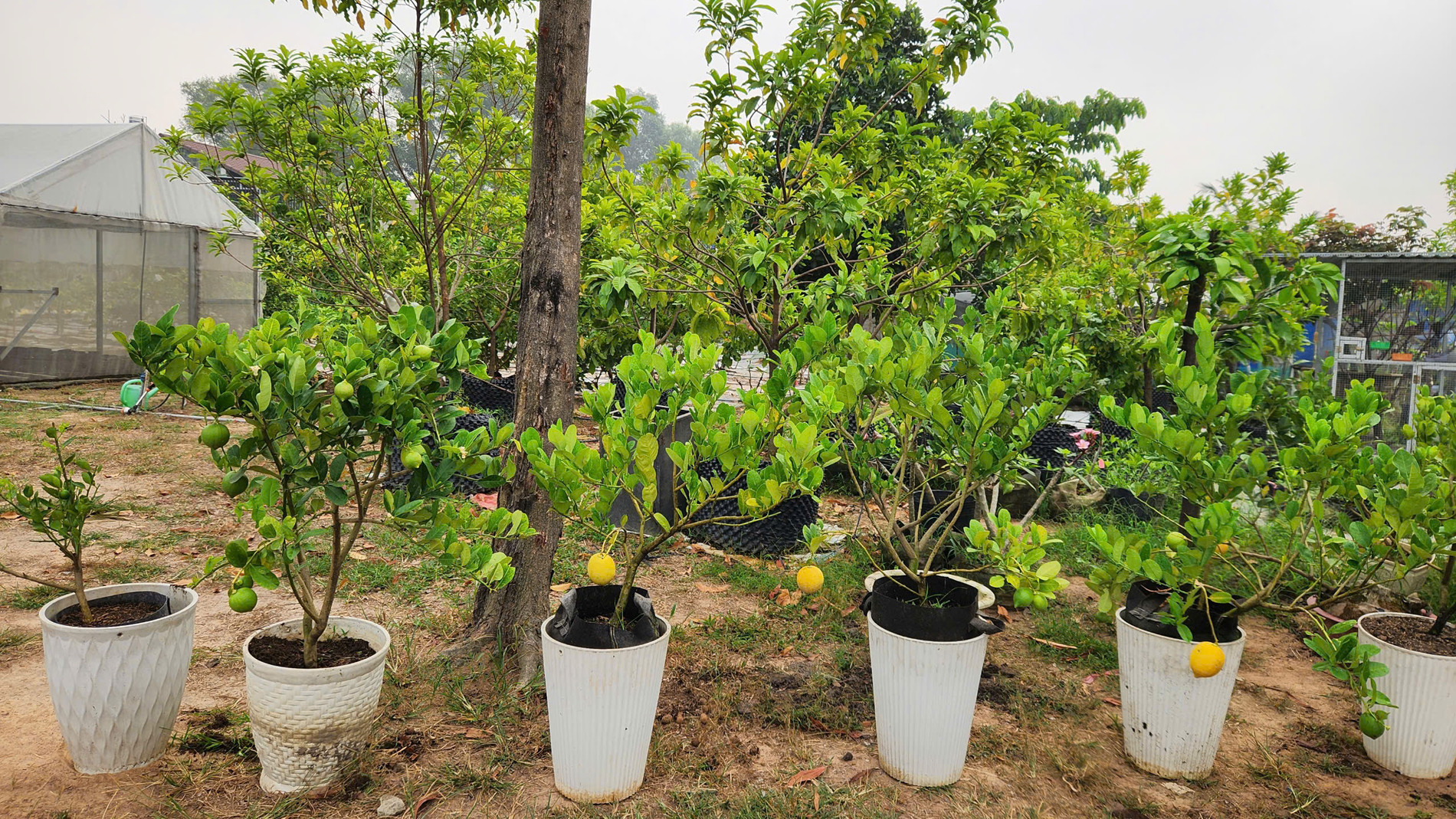 lão nông làm vườn cây độc lạ 5.jpg