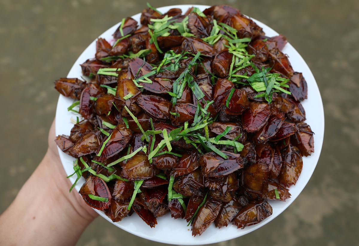 bọ xít măng chua Trang Gái Bản.png