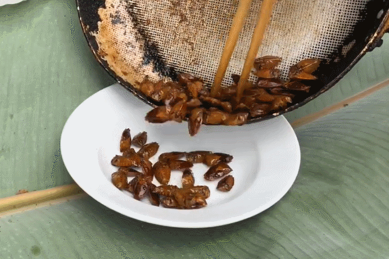 Đặc sản Tây Bắc chế biến từ loài côn trùng khách sợ 'xanh mặt', ăn lại khen ngon
