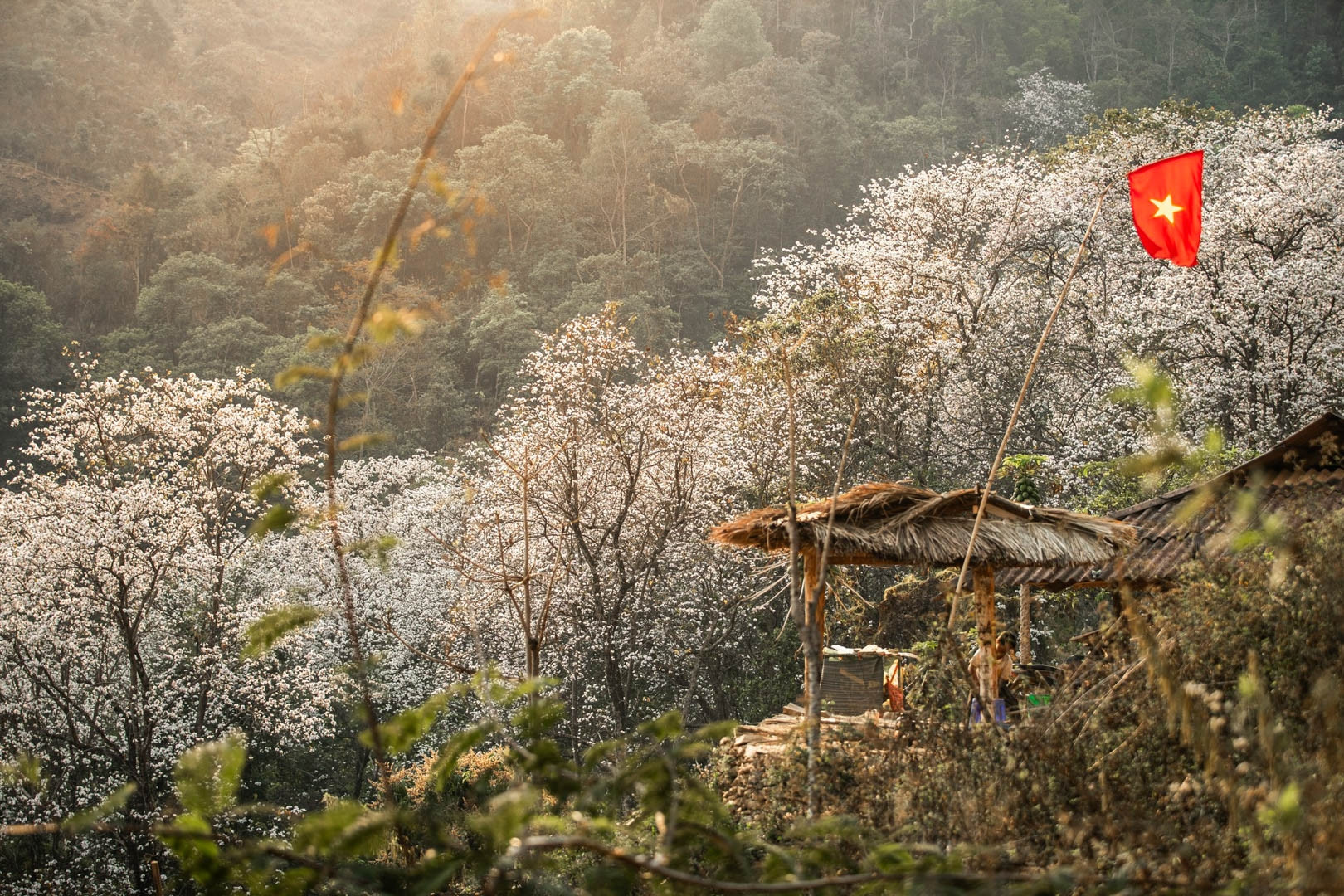 Ngôi làng giữa biển hoa ban trắng ở Điện Biên, đẹp như bước ra từ cổ tích