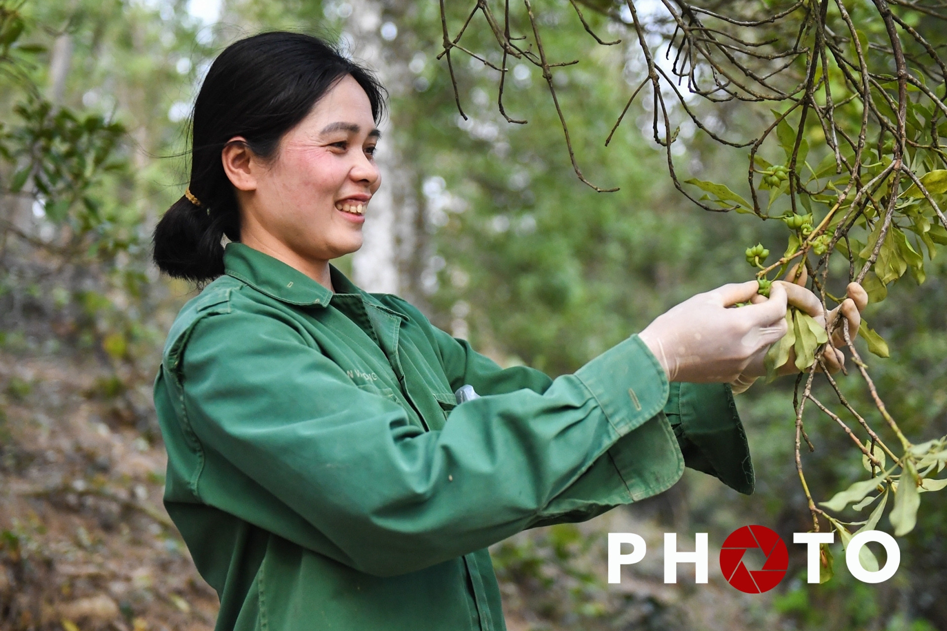 Chuyện thoát nghèo nhờ 'cây báu vật' ở huyện miền núi Cao Bằng