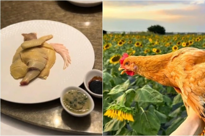 Đĩa gà luộc có giá 1,6 triệu đồng gây tranh cãi