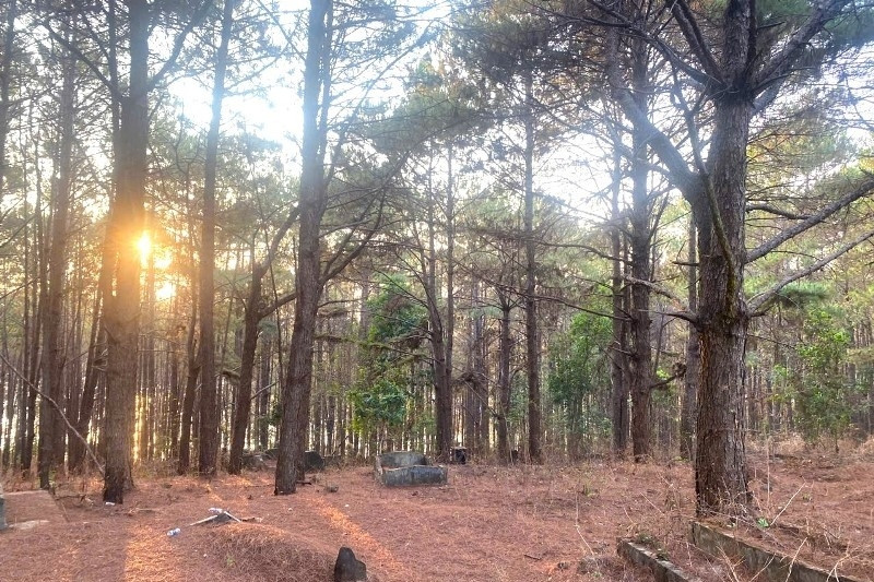 Ép bé gái 14 tuổi vào rừng thông để hiếp dâm