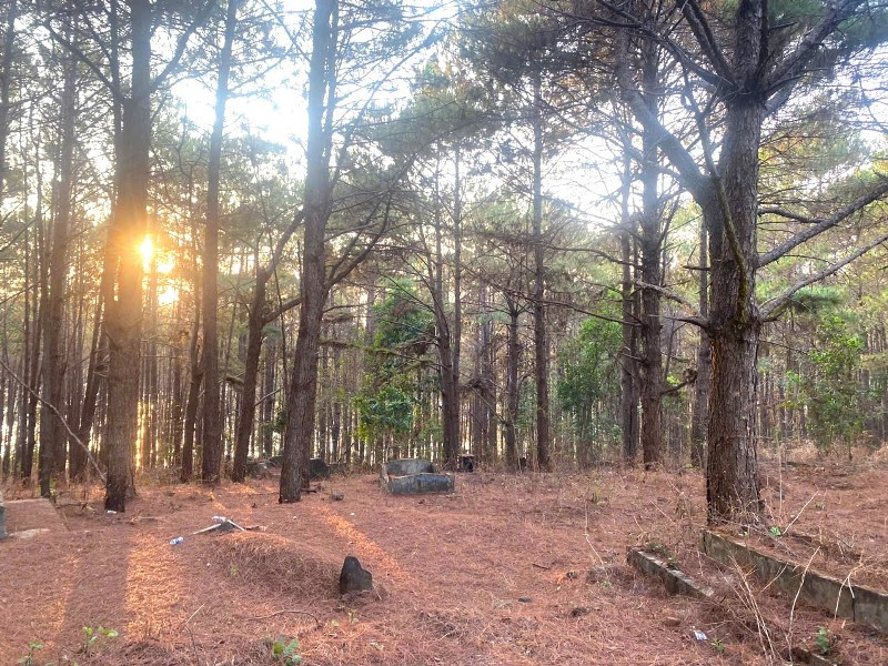 Ép cô gái 14 tuổi vào rừng thông để hiếp dâm.jpg