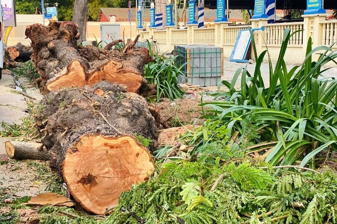 Loạt cây xanh ở trung tâm TPHCM bị đốn hạ vì lý do bất ngờ