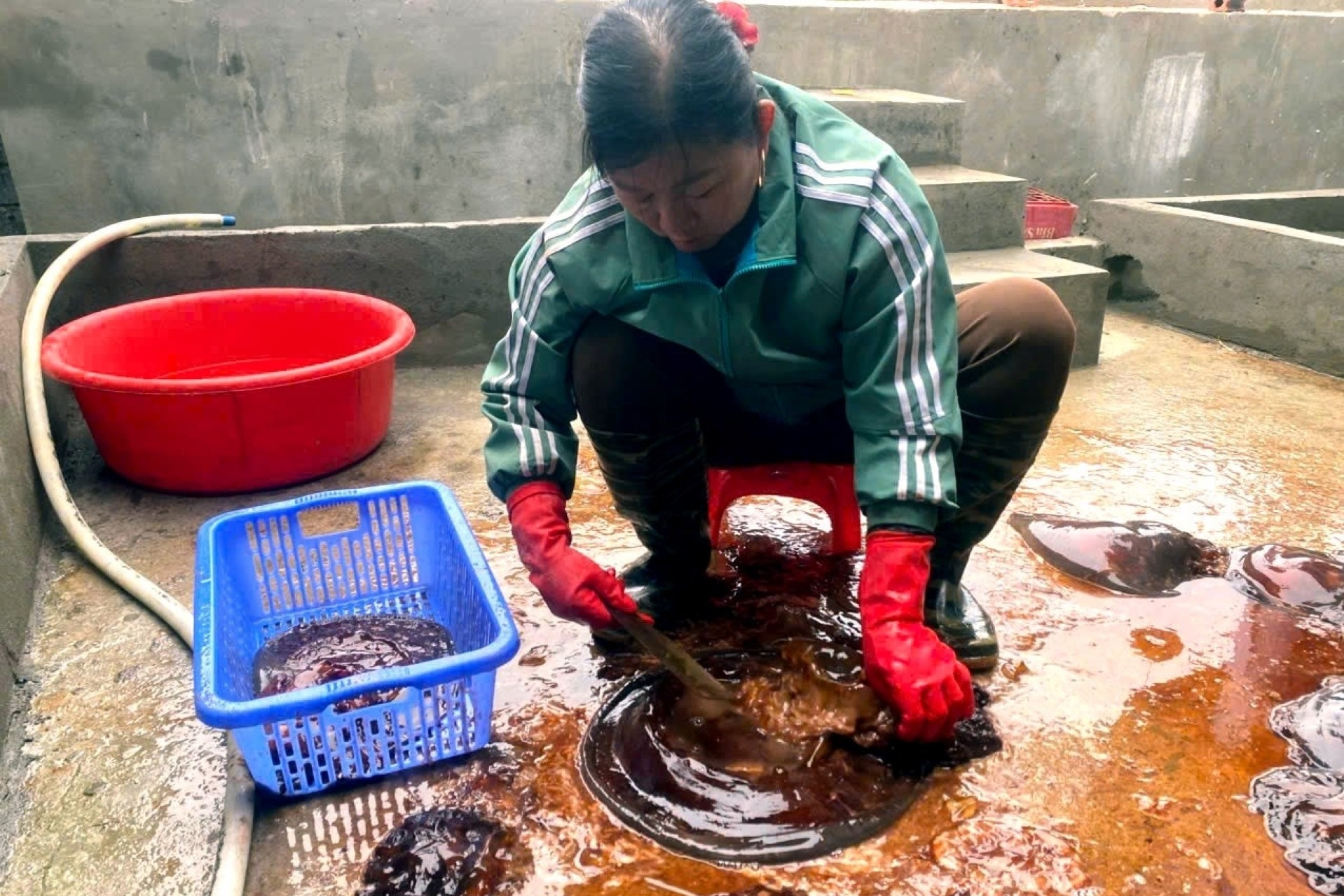 Ngư dân trúng đậm loại hải sản trước chê vứt bỏ, nay quý như vàng
