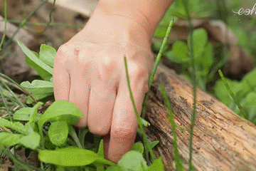 Đặc sản 'trời ban' ở miền Bắc có vị lạ, người dân hái về làm món trứ danh