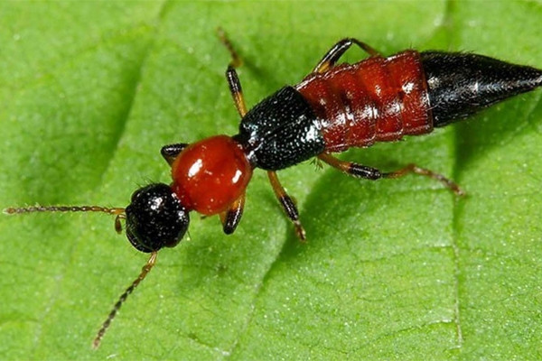 Toàn thân biến dạng, vùng kín tổn thương vì đắp dịch kiến ba khoang chữa ngứa