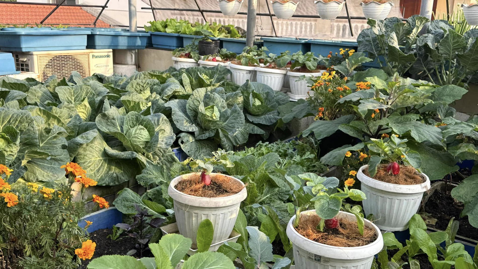 vườn sân thượng ở Hưng Yên 05.jpg