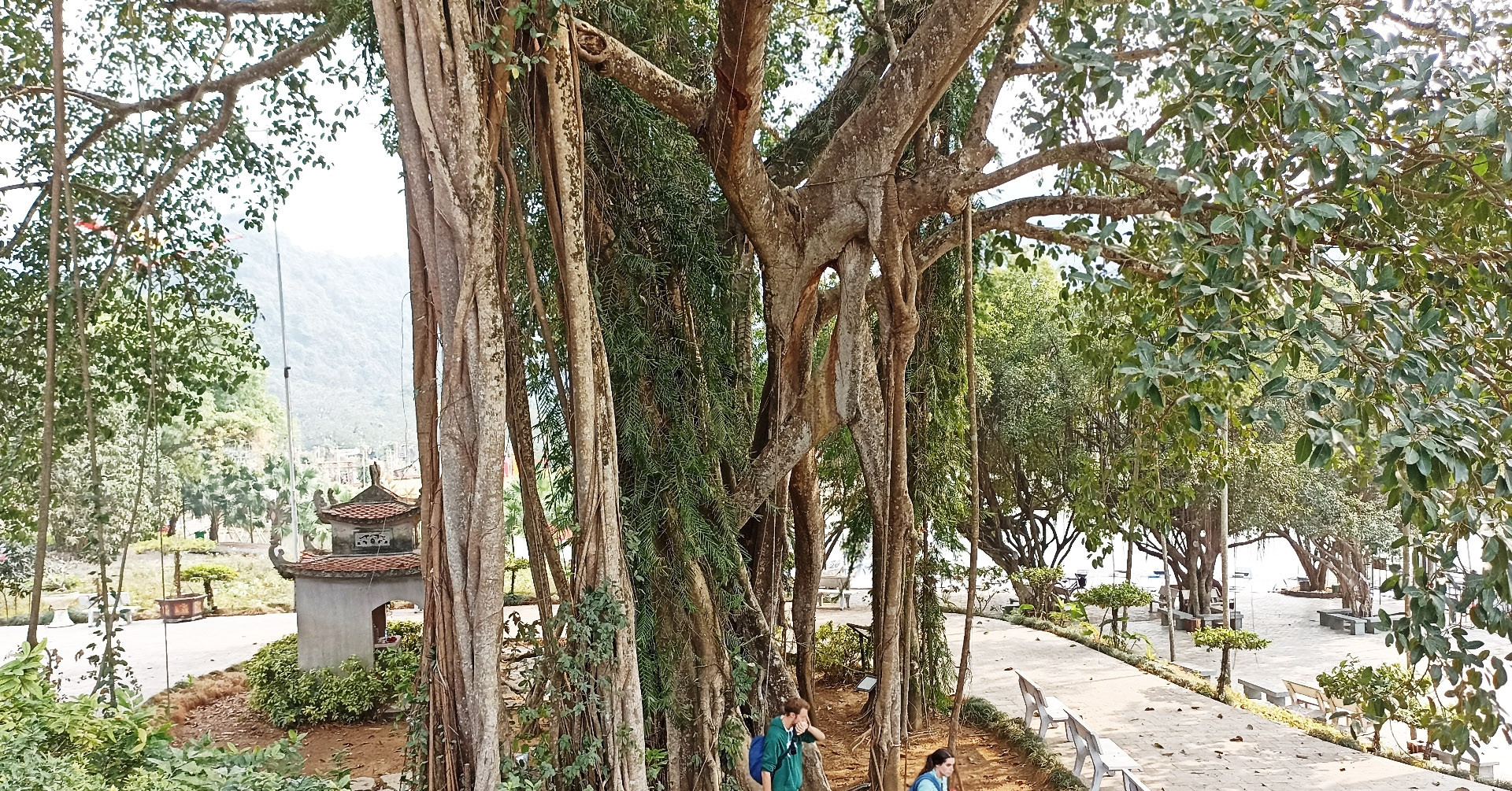 Bí ẩn cây đa nghìn tuổi 'biết đi' bên cạnh ngôi đền cổ ở Ninh Bình
