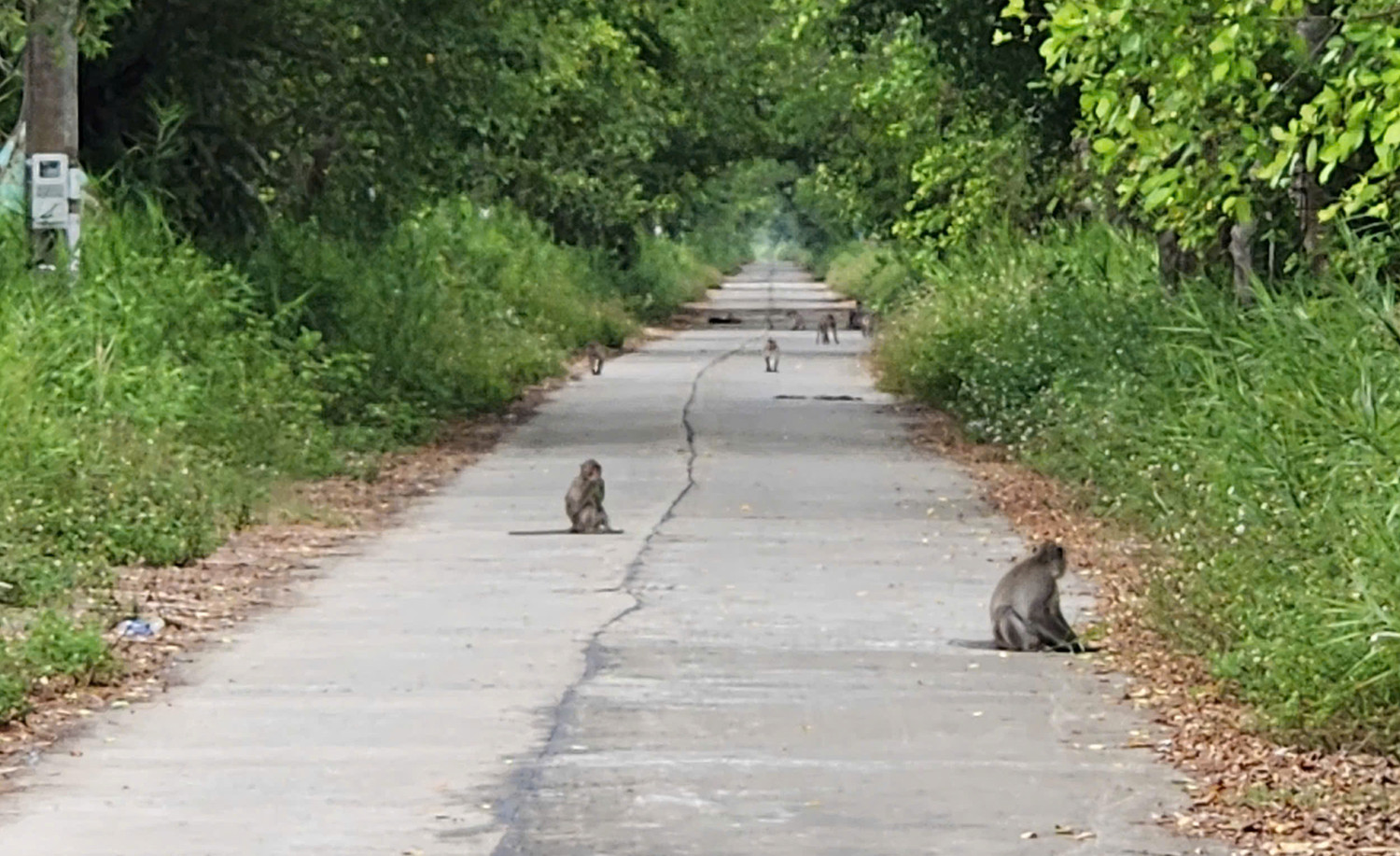 đường rừng U Minh Thượng.jpg