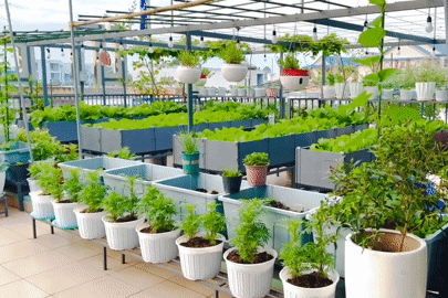 Mẹ đảm ở Đồng Nai làm vườn sân thượng 100m2, cho dưa 'nằm võng, ngủ giàn'