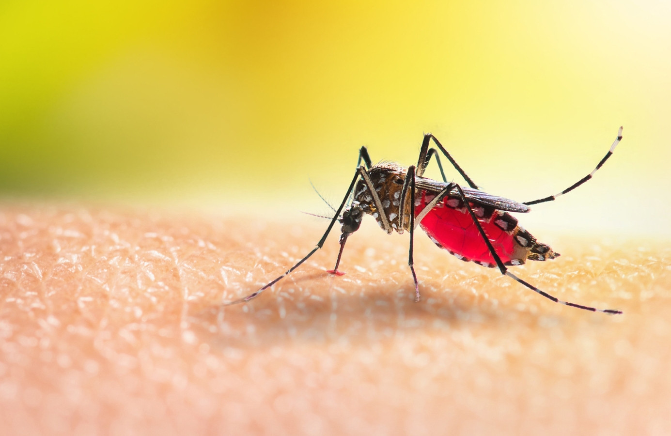 Sốt xuất huyết Dengue ở Việt Nam: Chuyện nhỏ, nguy cơ lớn