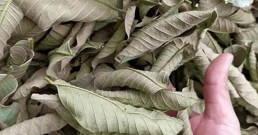 Thực hư uống nước lá ổi gây suy thận độ 3