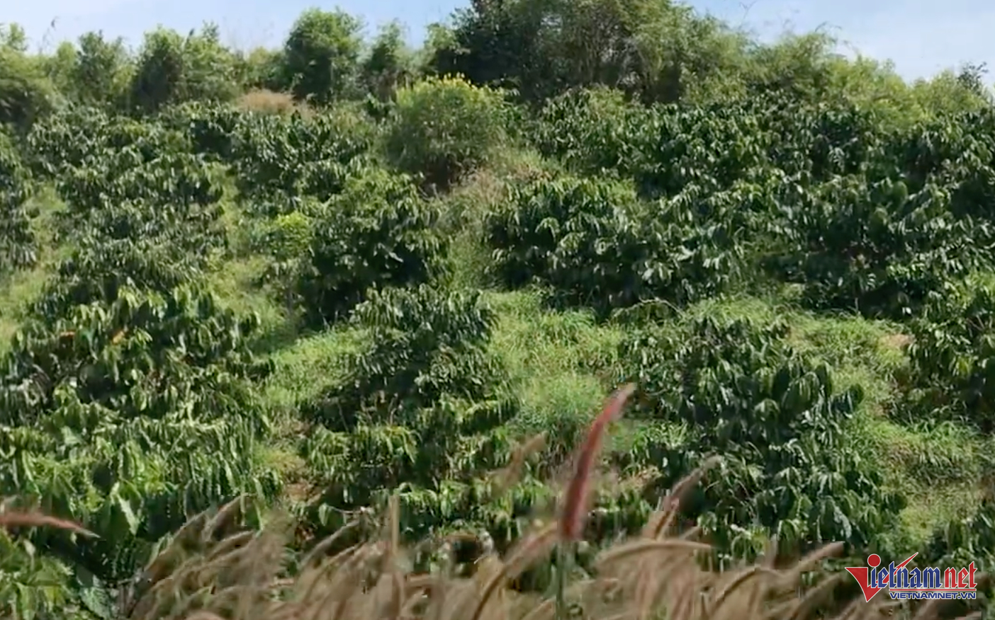 W-anh man hinh 2024 01 07 luc 155424 224.png