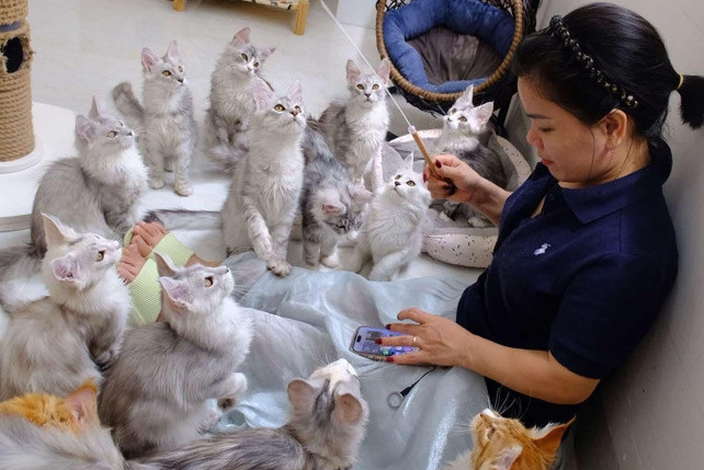 Người phụ nữ ở Bình Dương kiếm tiền tỷ từ số vốn 31 triệu mua đôi mèo khổng lồ