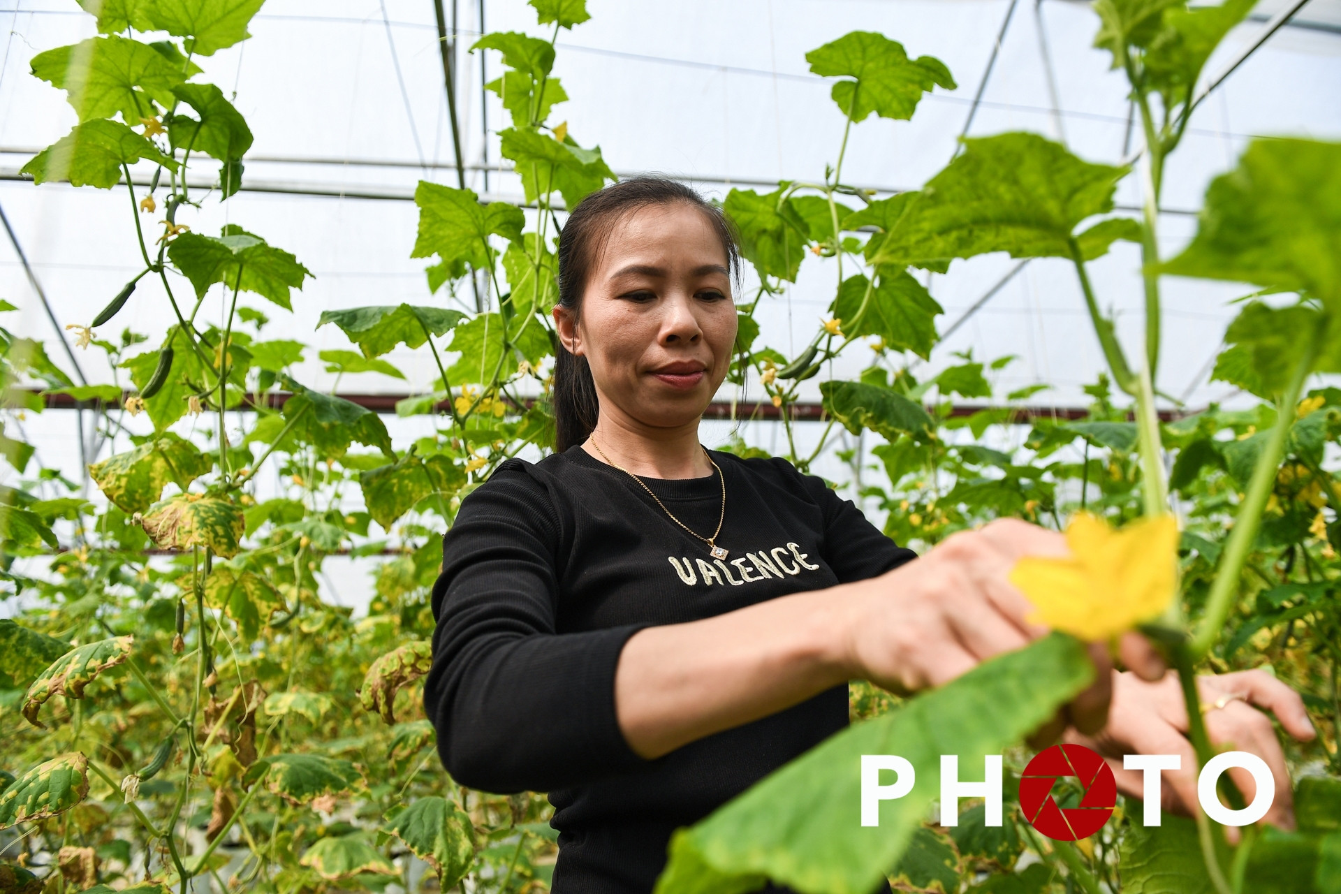 Nông dân miền núi thu hàng tỷ đồng từ mô hình nhà màng