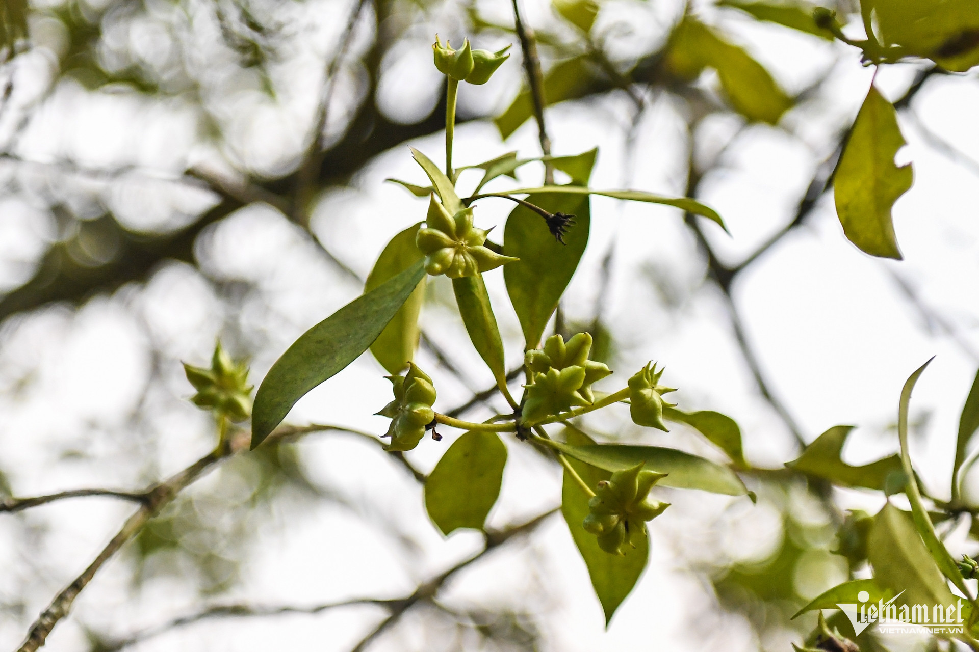 W-trong hoi   dan toc thieu so 14.jpg