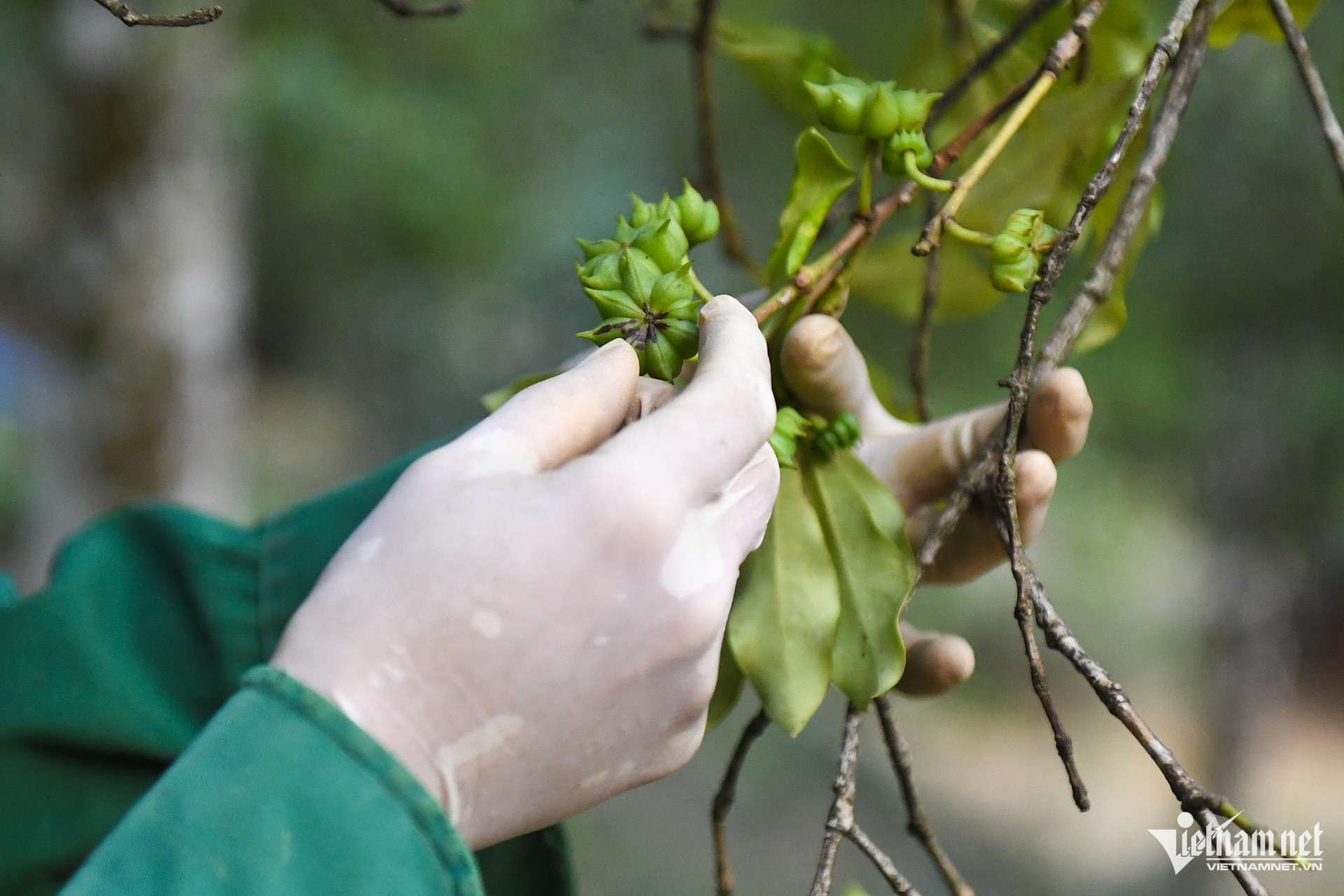 W-trong hoi   dan toc thieu so 18.jpg