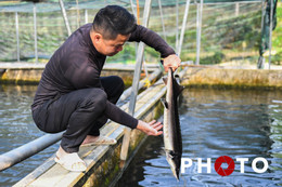 Nuôi loại cá 'nhà giàu' ở nước lạnh, vợ chồng người Nùng thu tiền tỷ