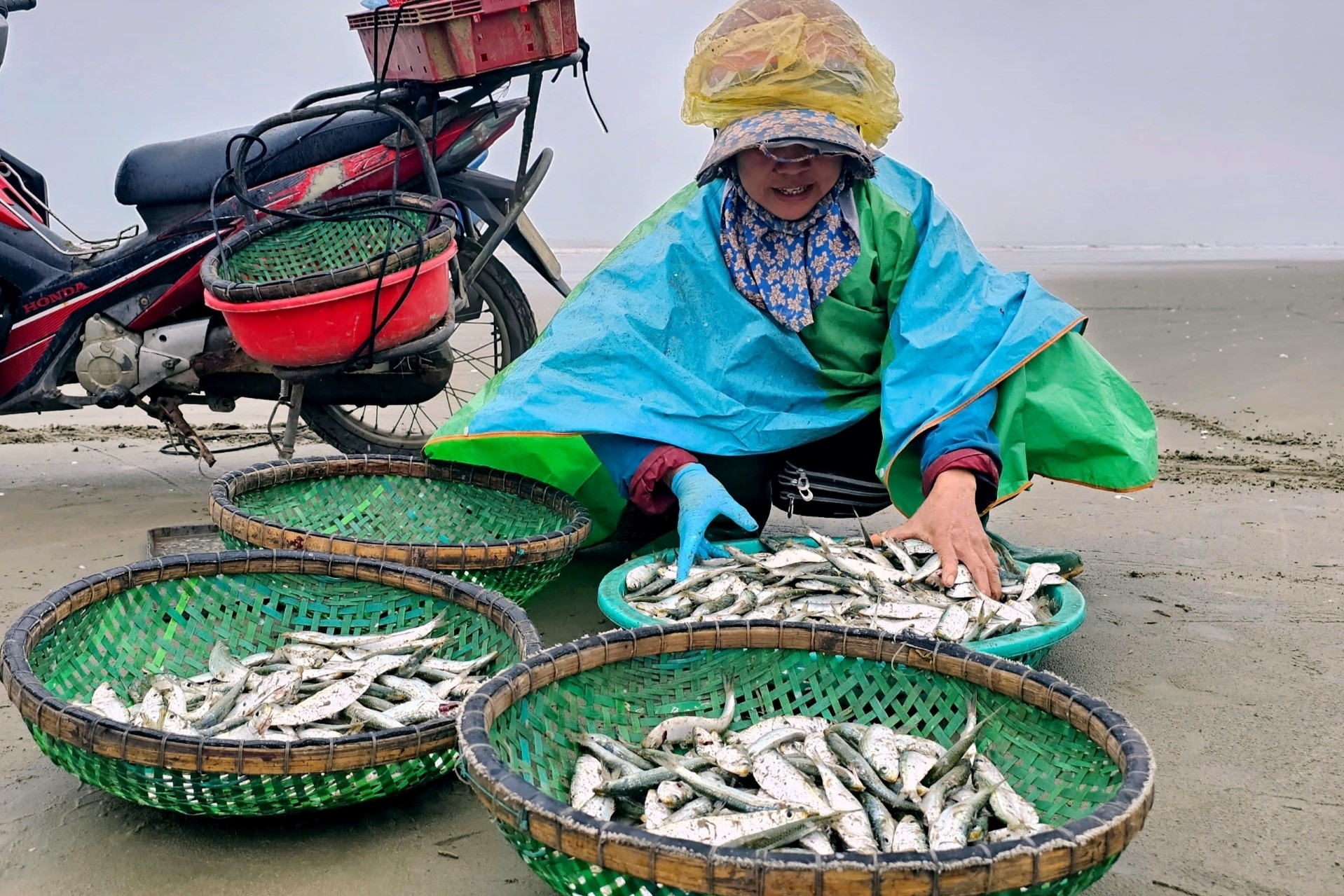 Gỡ cá trích mỏi tay, ngư dân Thanh Hóa thu tiền triệu mỗi ngày