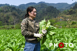 Cây có hương vị đặc biệt giúp người dân Hà Quảng ‘hái ra tiền’