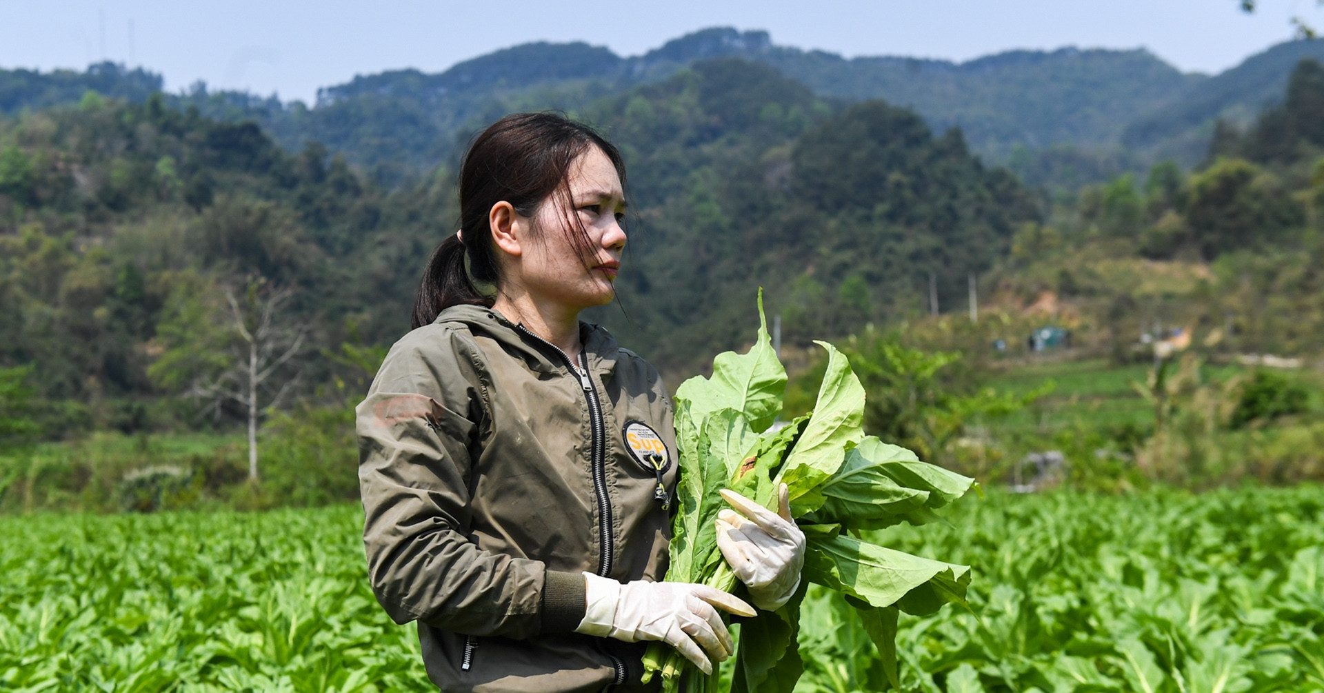 Cây có hương vị đặc biệt giúp người dân Hà Quảng ‘hái ra tiền’