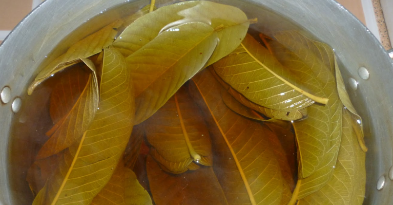 Nước lá ổi tươi giúp giảm cân, ai không nên uống?