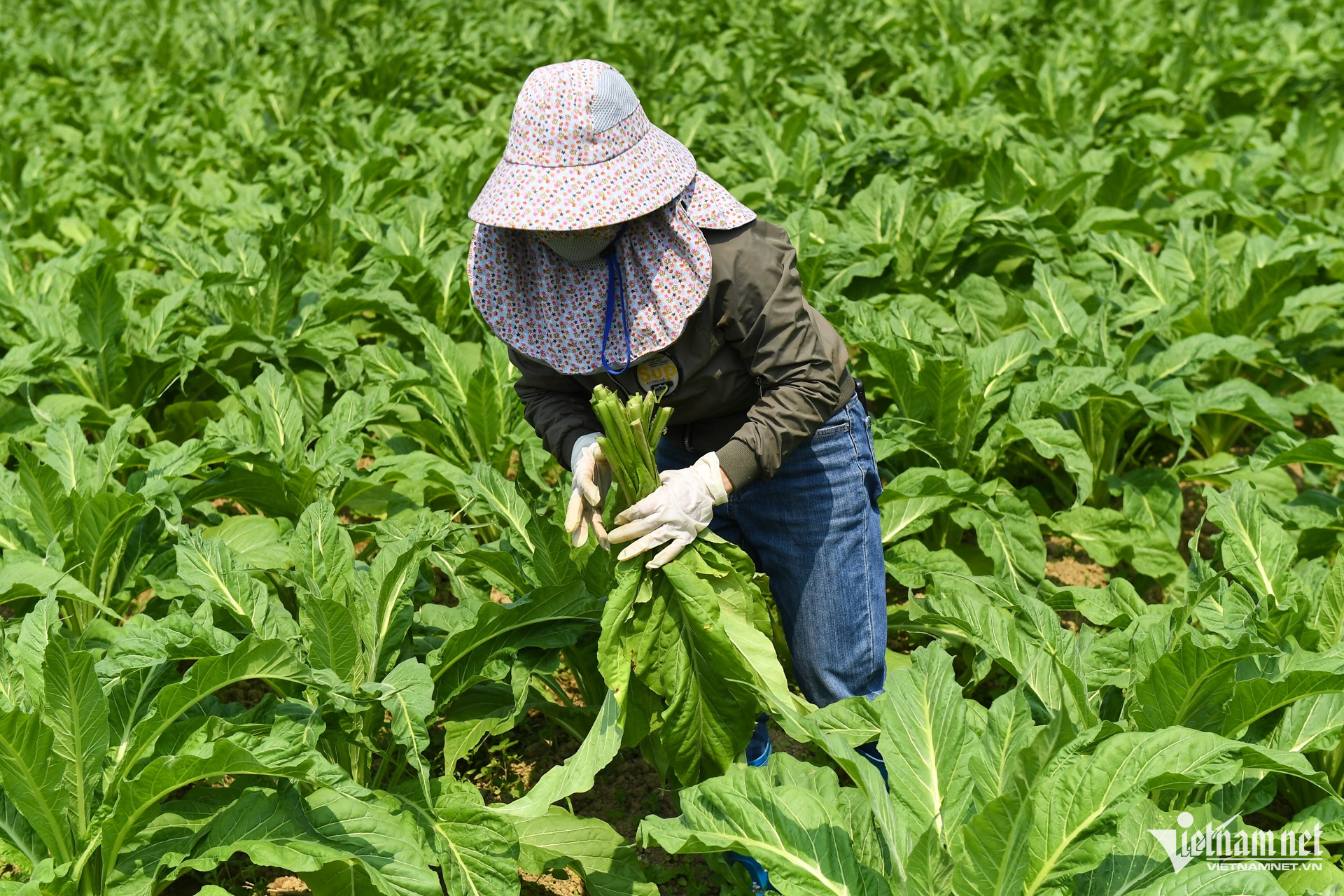 W-dan toc thieu so 14.jpg