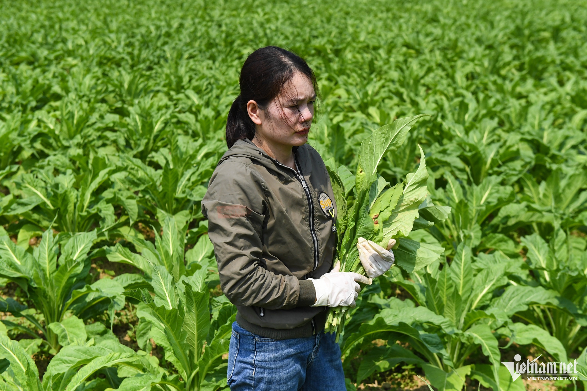 W-dan toc thieu so 16.jpg