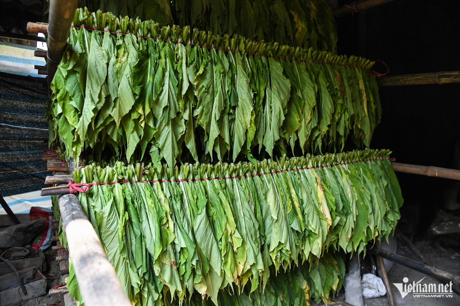 W-dan toc thieu so 6.jpg