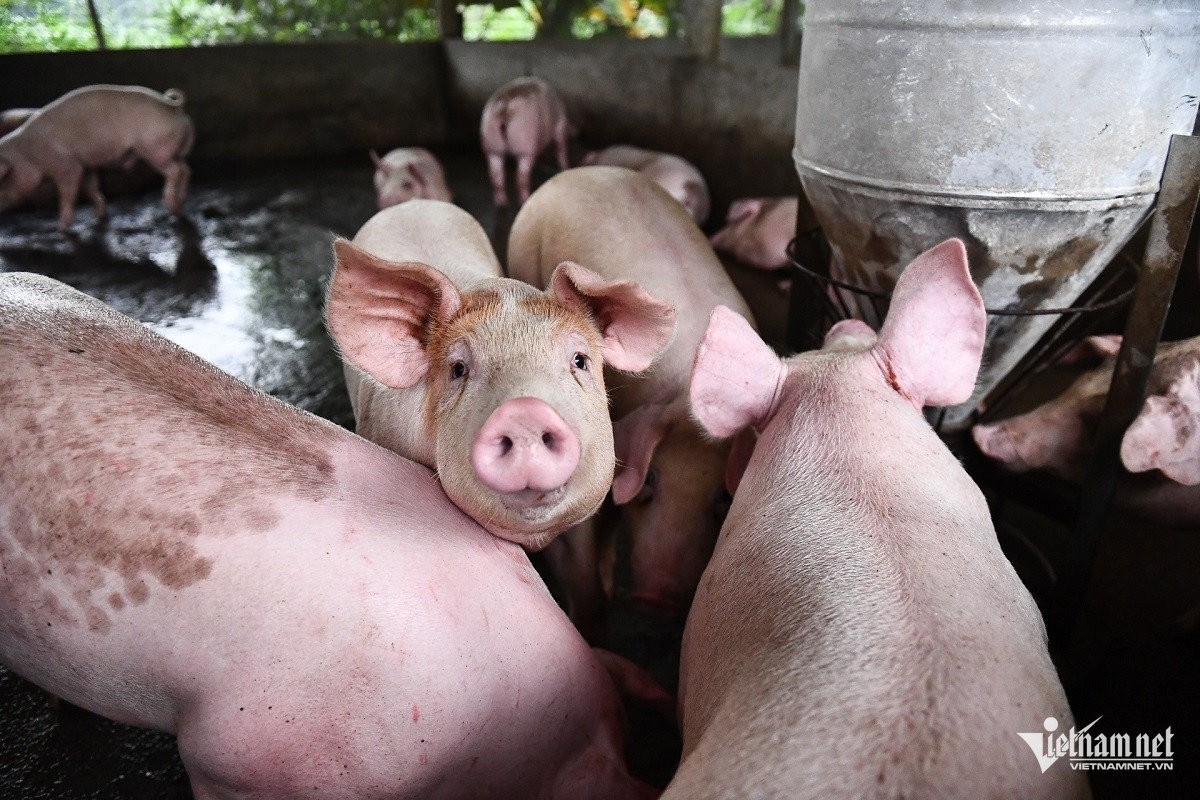 W-Mo hinh nuoi lon 2.jpg