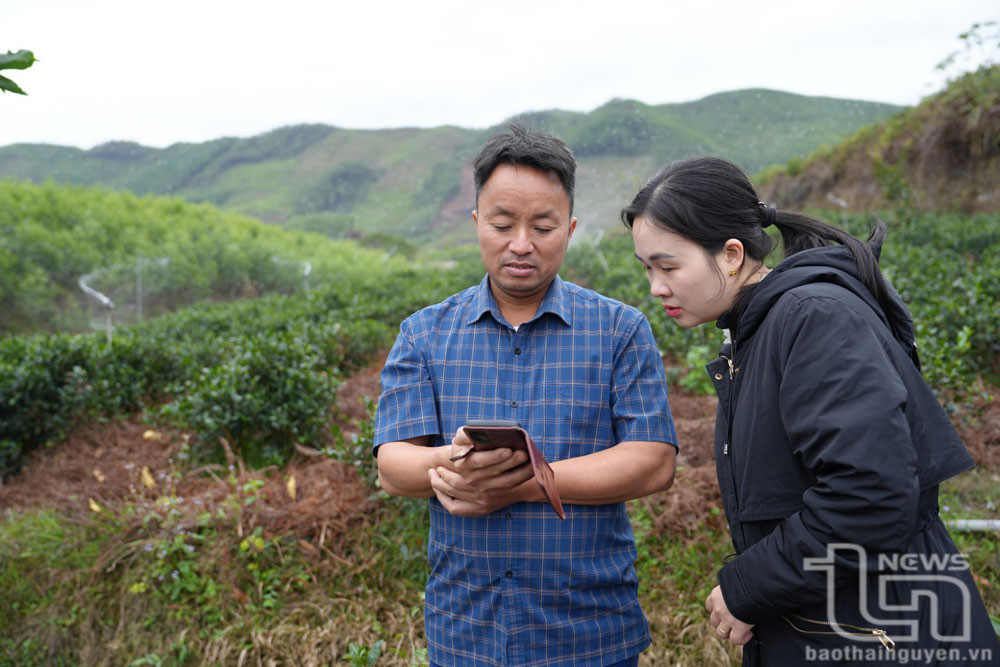Chỉ cần một chiếc điện thoại thông minh cài đặt phần mềm, anh Phạm Văn Tiến có thể điều khiển hệ thống tưới thông minh và theo dõi vườn chè ở mọi nơi, mọi lúc.