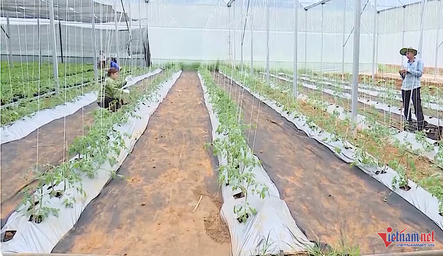 W-nongthonmoi2 272.png