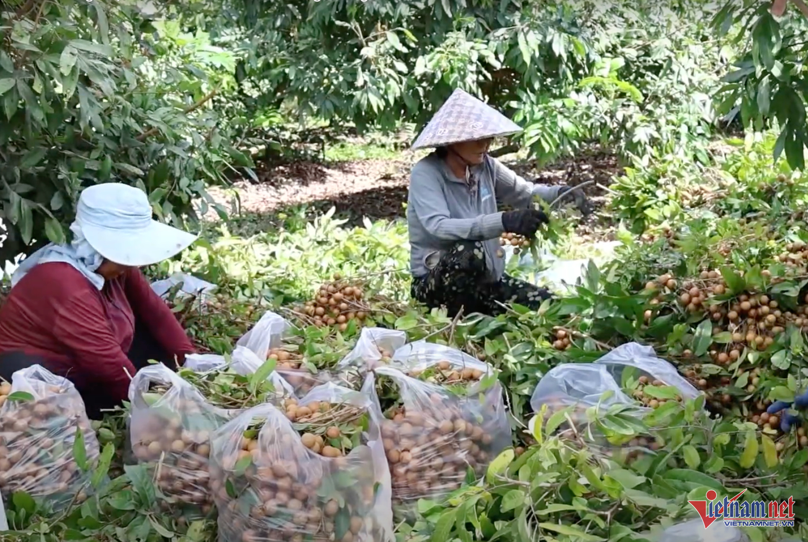 W-minhhoa.png