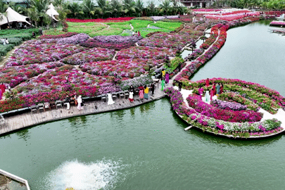Chị em nô nức check-in thung lũng hoa Hồ Tây dịp 8/3 dù trời rét đậm