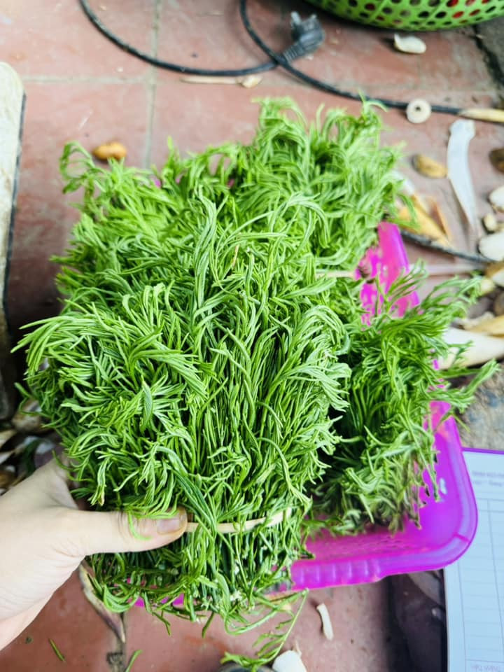 rau thối hà tròn.jpg