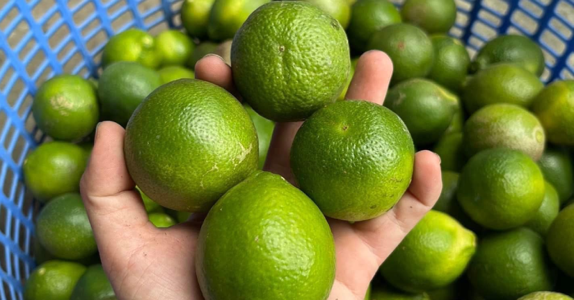 Những người tuyệt đối không uống nước chanh