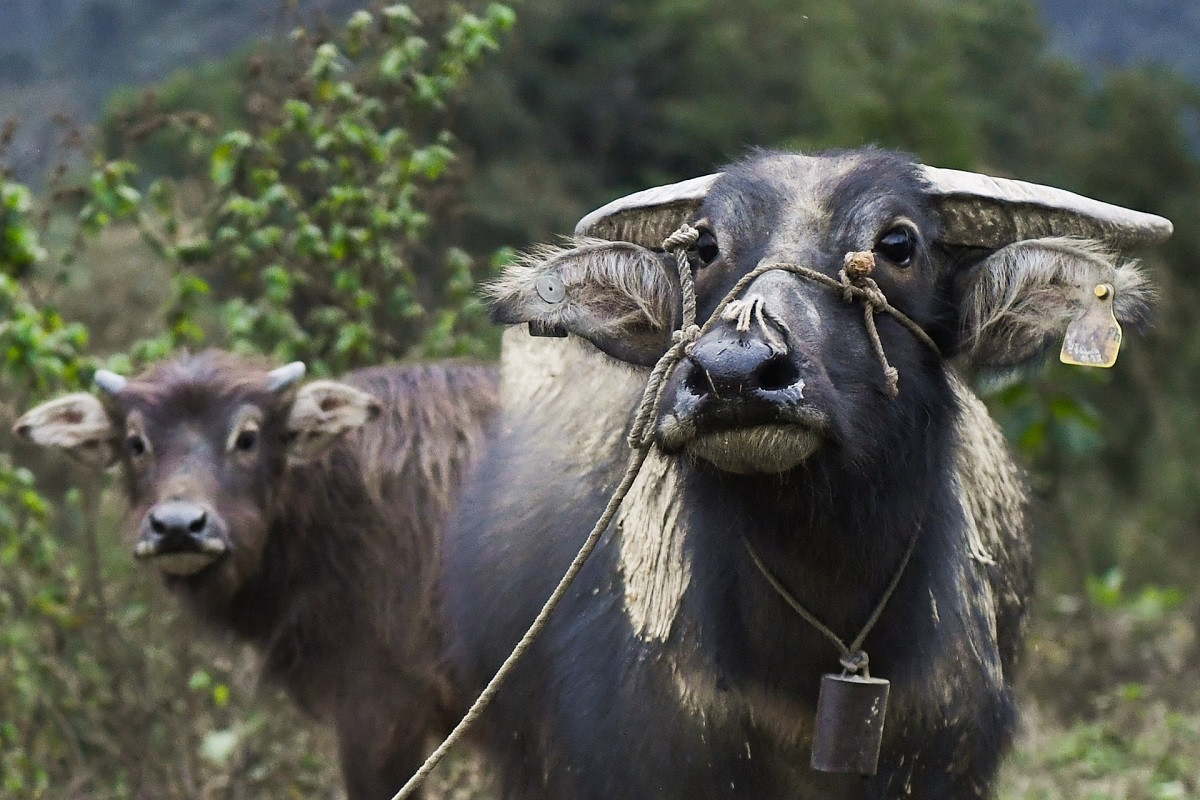 Cán bộ nông nghiệp vác ba lô đi nằm vùng giúp hộ nghèo chống đói rét cho trâu bò
