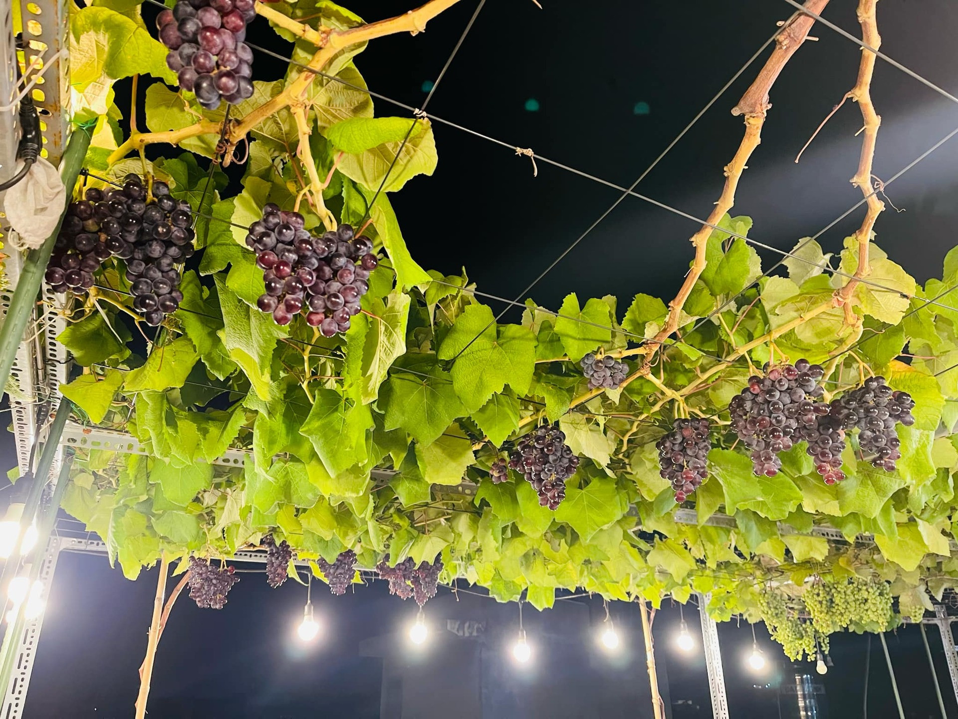 dd6775ca 425f 46ba a98a 23698bd9d672 (1).jpeg