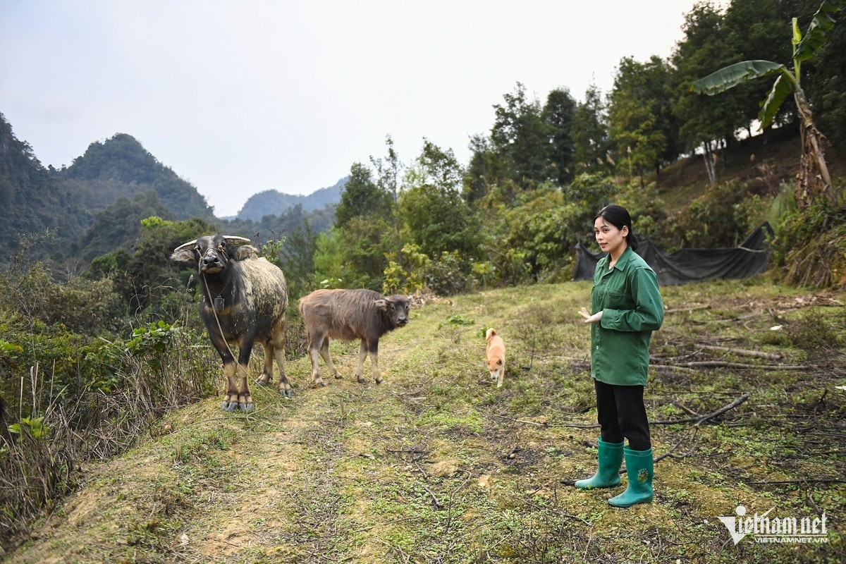 W-Mo hinh trau bo 2.jpg