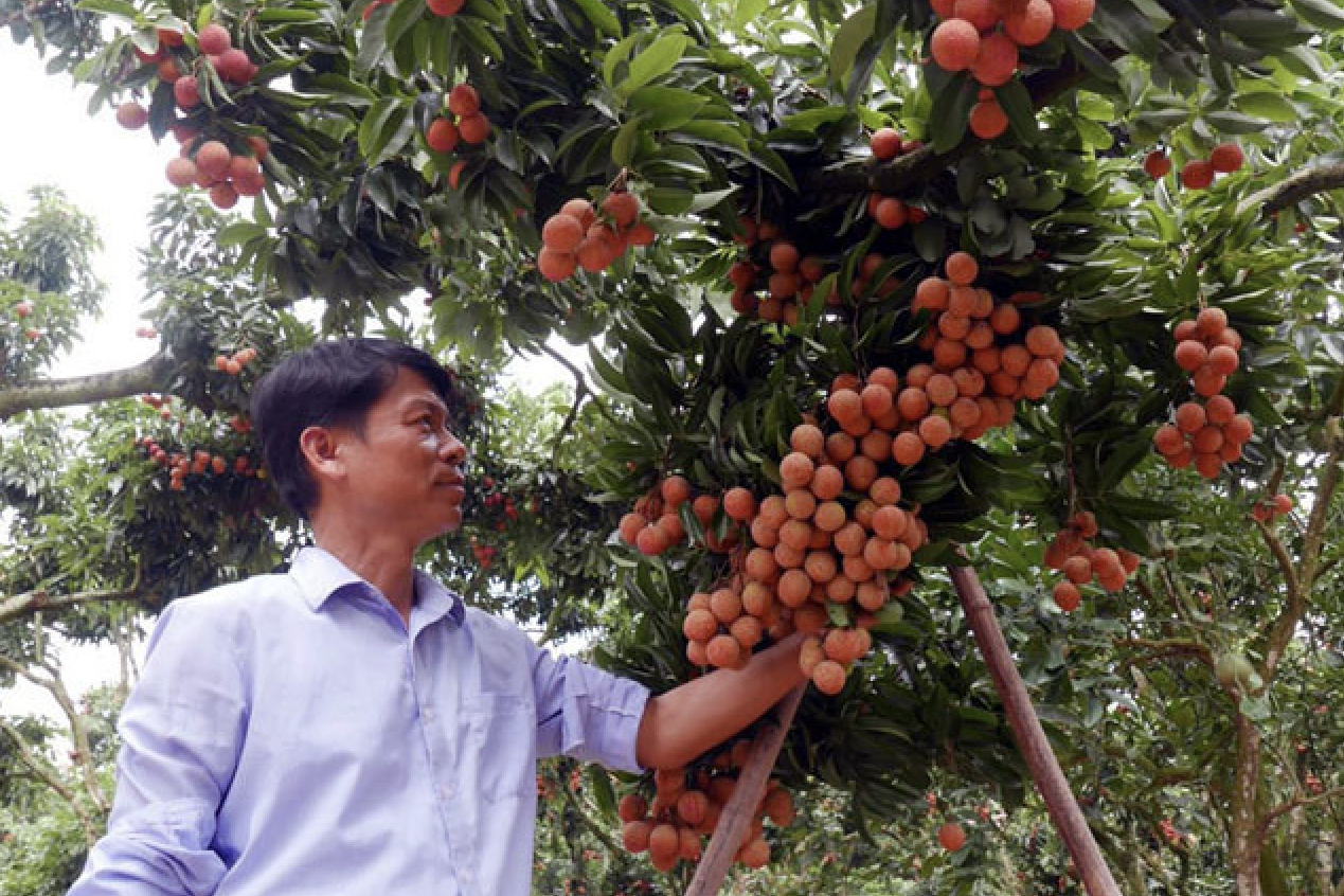 Làm liều ra quả vải thiều đắt giá, lão nông Sán Dìu 'bắt trend' ẵm tiền to
