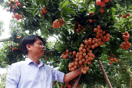 Làm liều ra quả vải thiều đắt giá, lão nông Sán Dìu 'bắt trend' ẵm tiền to