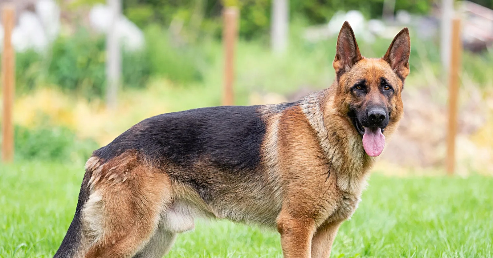 Mổ cấp cứu nữ sinh bị chó nhà nuôi cắn đứt thực quản