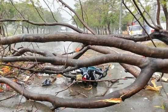 Bản tin chiều 11/4: Cây xanh ngã đổ đè xe máy, thiếu nữ 16 tuổi tử vong