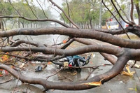 Bản tin chiều 11/4: Cây xanh ngã đổ đè xe máy, thiếu nữ 16 tuổi tử vong