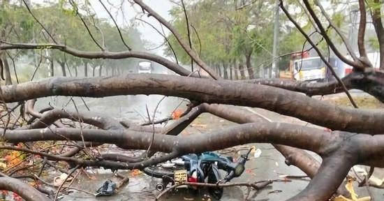 Bản tin chiều 11/4: Cây xanh ngã đổ đè xe máy, thiếu nữ 16 tuổi tử vong