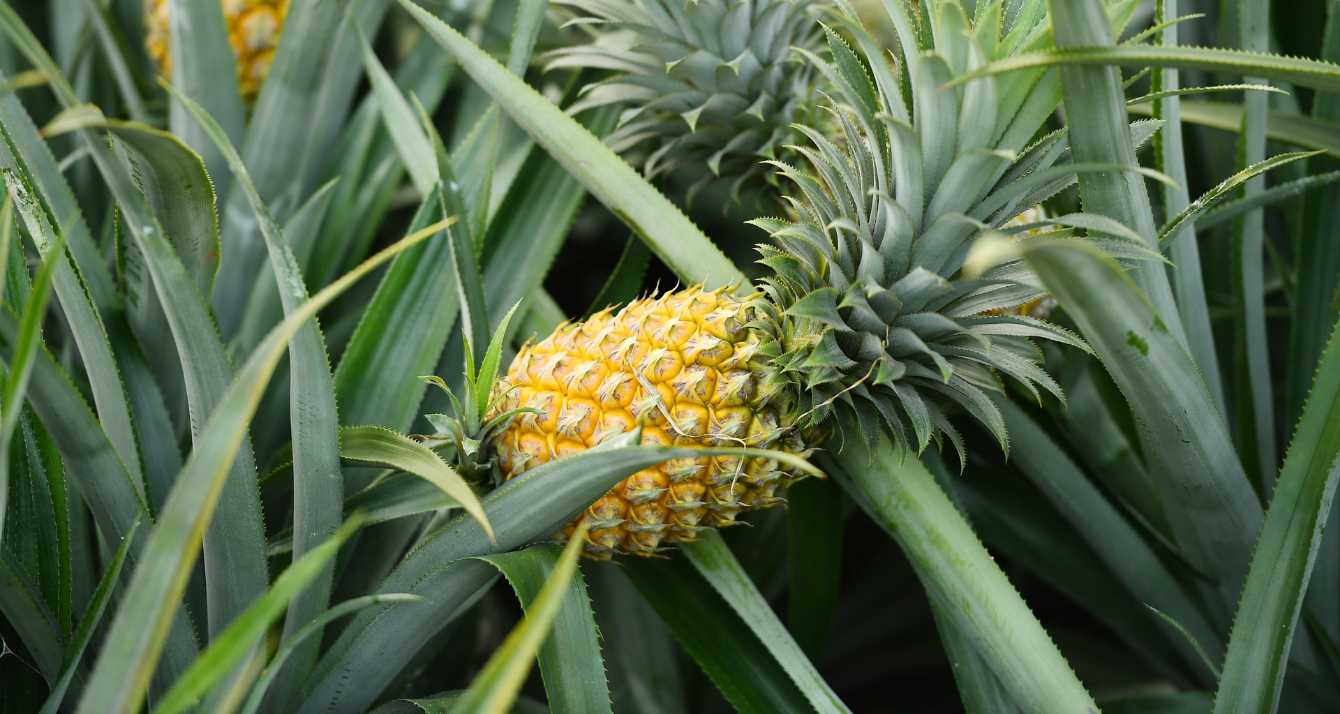 Ba không khi ăn dứa